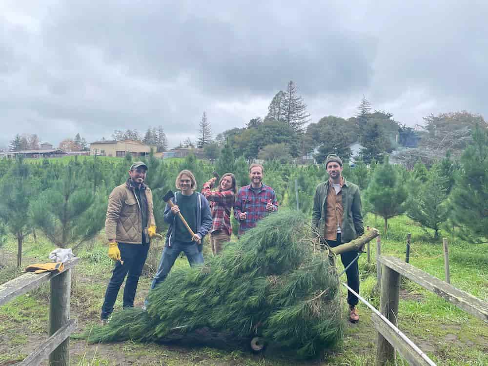Five digital foundry software consultants stand behind a felled Christmas tree, with a live tree lot in the background